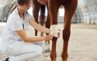 Proud Flesh in Horses