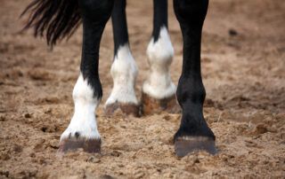 Ringbone in Horses