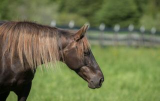 Rocky Mountain Horse Breed Profile