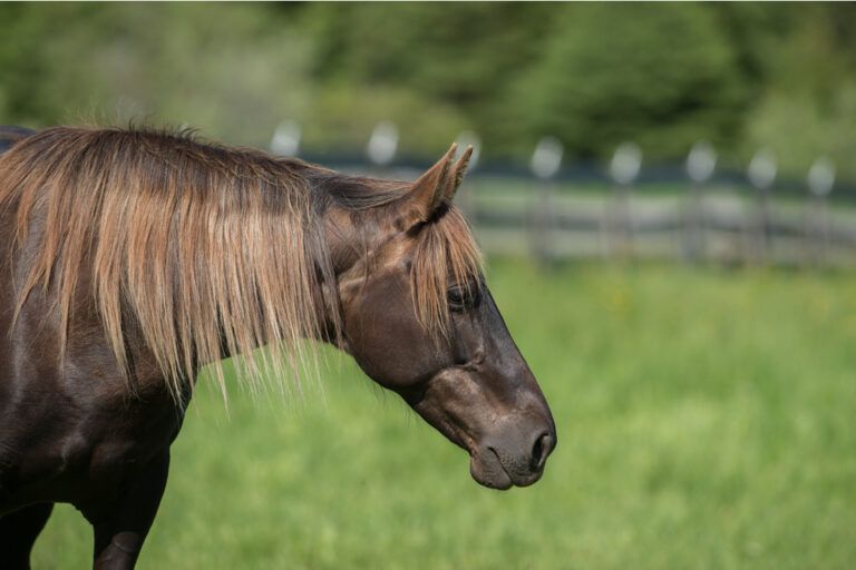 Rocky Mountain Horse Breed Profile
