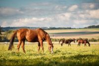 Strongyles in Horses: Symptoms, Treatment & Prevention