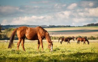 Strongyles in Horses