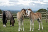 Twin Pregnancies in Horses: Management of the Mare & Foal Survival Rates