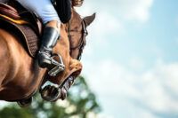 Vitamin C for Horses: Benefits, Sources & Supplementation of Ascorbic Acid