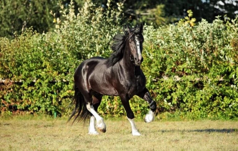 breed-profile-shire-horse