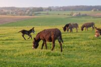 How to Feed Your Donkey – [Nutrition Guide & Sample Diet]