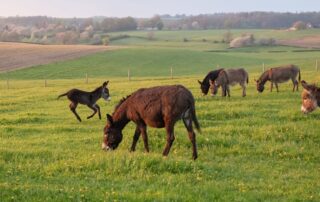 How to Feed a Donkey