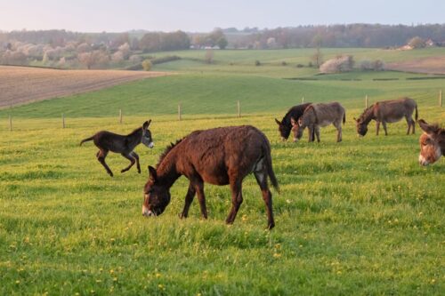 How to Feed a Donkey
