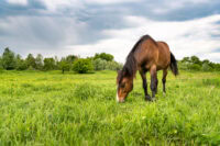 Oxalate Toxicity in Horses: Causes, Signs, Prevention & Treatment