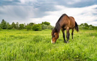 Oxalate Toxicity in Horses