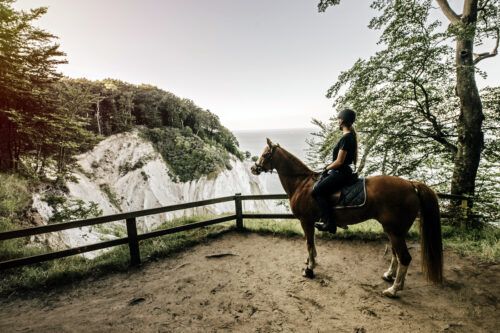 Antioxidant Supplements for Horses