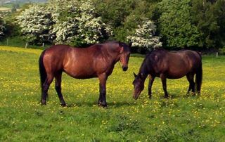 Cleveland Bay Horse Breed Guide