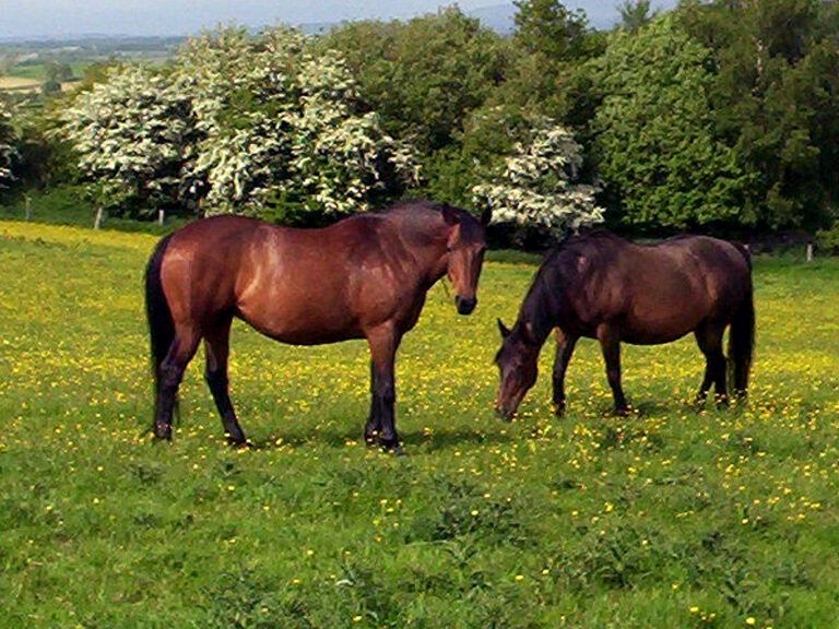Cleveland Bay Horse Breed Guide