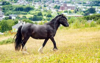Dales Pony Breed Guide