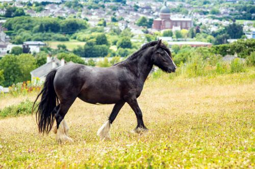 Dales Pony Breed Guide