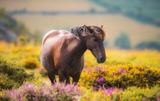 Dartmoor Pony Breed Guide