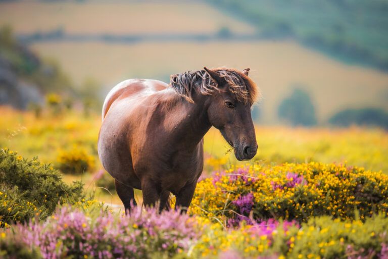 Dartmoor Pony Breed Guide