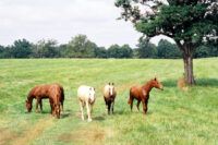 Equine Piroplasmosis (Babesiosis): Symptoms, Treatment & Prevention