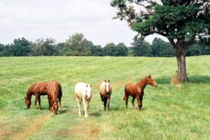 Equine Piroplasmosis (Babesiosis): Symptoms, Treatment & Prevention