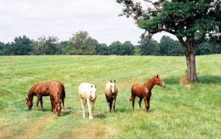 Equine Piroplasmosis