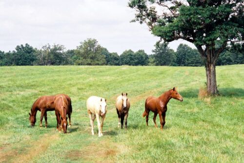Equine Piroplasmosis