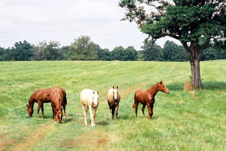 Equine Piroplasmosis