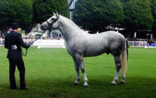 Irish Draught Horse Breed Guide