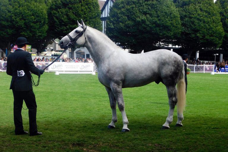 Irish Draught Horse Breed Guide