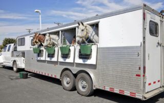 Moving Horse to New Barn