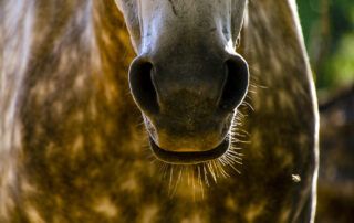 Nosebleeds Epistaxis in Horses