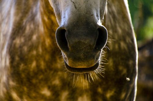 Nosebleeds Epistaxis in Horses