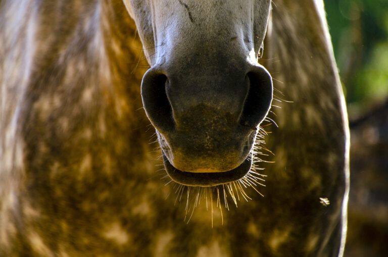 Nosebleeds Epistaxis in Horses