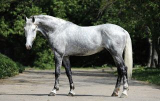 Orlov Trotter Breed Guide