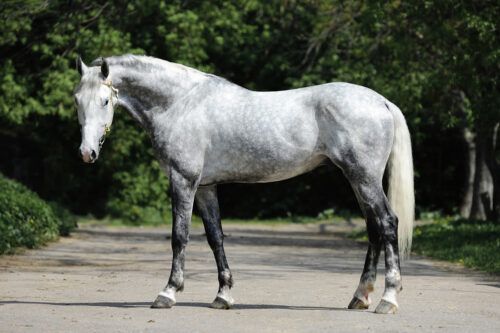 Orlov Trotter Breed Guide