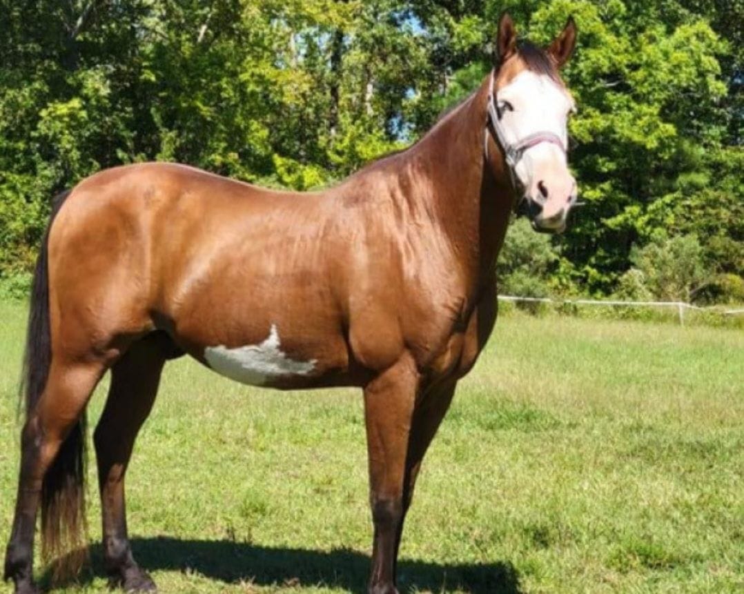 Rick Myers - Farrier