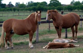 Suffolk Punch Horse Breed Guide