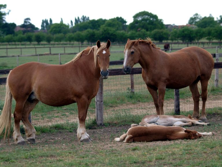 Suffolk Punch Horse Breed Guide