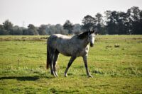 Type 1 PSSM in Horses: Genetic Cause, Symptoms, & Management