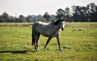 Type 1 PSSM in Horses