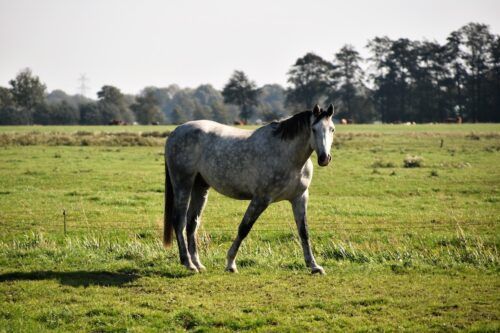 Type 1 PSSM in Horses