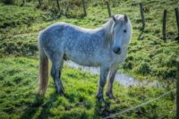 Highland Pony Breed Guide: Characteristics, Health & Nutrition