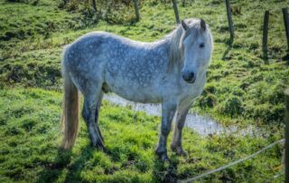 highland-pony-breed-guide