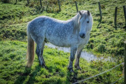 highland-pony-breed-guide