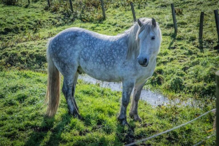 highland-pony-breed-guide