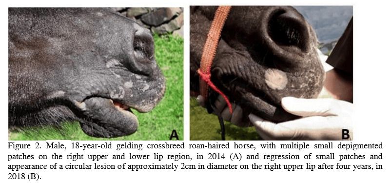 Gelding With Vitiligo on Lips