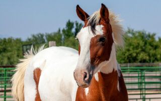 Barb Horse Breed Profile