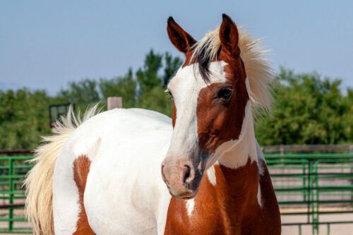 Barb Horse Breed Profile