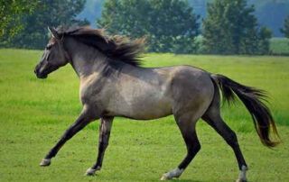 Carolina Marsh Tacky Horse Breed Profile