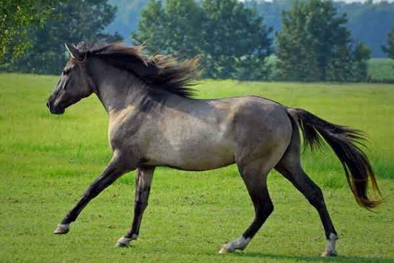Carolina Marsh Tacky Horse Breed Profile