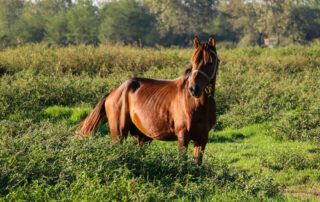 Caspian Horse Breed Profile